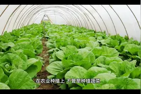 种植就用3种万能肥配方，学会了生根苗壮，无可替代视频封面