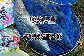 钓大鱼除了玉米颗粒，你也可以试试这个饵料加蜂蜜，让你鱼获翻倍