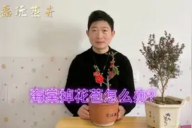 长寿冠海棠掉花苞怎么办？提前做好这几点，海棠开花多又艳视频封面