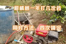 柑橘树一年打几次药，用对方法踩准时间，四次搞定