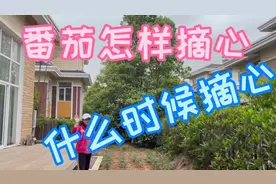 花园种菜：番茄怎样打顶(摘心)？什么时候摘心才会产量高？品质好