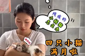 漂亮的小姐姐要领养断腿猫，小媳妇拒绝多次最后还是被说她服了视频封面