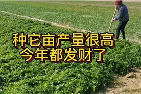 看看青岛当地农民是怎样收割香菜的，一亩地能卖一万五千元，开心视频封面
