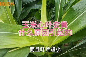 玉米心叶变黄，究竟是什么原因引起的，会不会造成减产视频封面