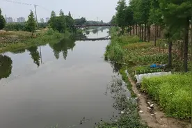 江苏长江大鱼泛滥，无人敢钓，一问大爷吓坏了视频封面