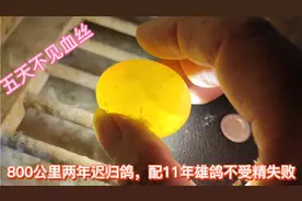 800公里两年迟归鸽，配11年老雄鸽不受精失败