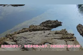 海边的岩石上，好多好多这种小虫子，大家知道这个叫什么？