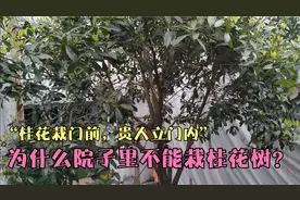 桂花树代表着富贵吉祥，却不能栽在院子里面，原因你知道吗？