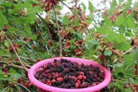 跟着大嫂种植桑葚树，成活率高生长快，明年果子摘过瘾