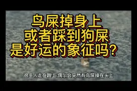 鸟屎掉身上或者踩到狗屎是好运吗？视频封面