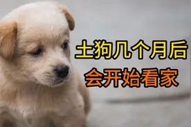土狗几个月后会开始看家视频封面