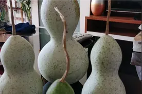 新葫芦采摘以后要刮皮晾晒