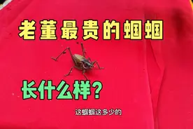 老董带高货来了，咱看看老董最贵的蝈蝈什么样视频封面