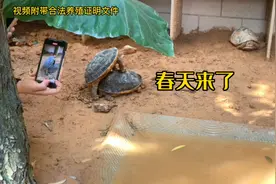 黄缘龟开始交配了