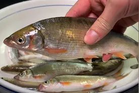 钓回来的小鱼不要扔掉了，教你家常小鱼的做法，鲜香肉嫩无腥味。视频封面