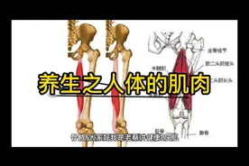 人体的肌肉，结构与功能视频封面