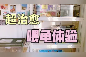 养30只龟可太有趣了，带你看看我是怎么养这么多龟的视频封面