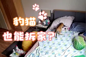 【豹猫】猫也能拆家？！猫咪的力气能有多大，暴力拖拽被子枕头。