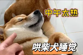 天气热了，两只柴犬喜欢在地上睡觉了，这个时候一定要多喝水视频封面