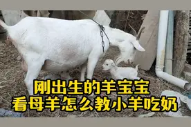 来看下刚出生的羊宝宝母羊是怎么叫羊宝宝吃奶的