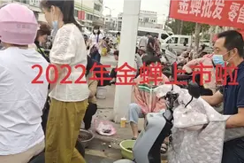 实拍徐州丰县6日12日金蝉价格，看这价格咋样算贵吗@西瓜视频