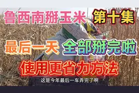鲁西南掰玉米，第十集，最后一天，全部掰完啦，使用更省力方法