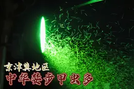 京津冀地区中华婪步甲虫多令人闹心，听完专家更疑惑