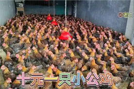 才10块一只小公鸡，老白买了三百只，你们那里有那么便宜的吗？视频封面