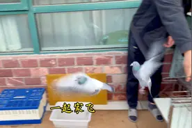 240公里放飞后最后一只信鸽也回来了视频封面