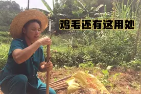 四婶真是太聪明了，原来鸡毛还有这用处，插在竹子里用来驱赶小鸟