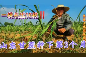 山东甘蔗种下第103天，一棵分蘖出16根甘蔗，只能狠心掰掉