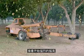 纪录片：探访山核桃的加工厂，从采摘到成品全部机械自动化完成