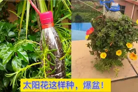这样养太阳花，30天就能爆盆。不仅高颜值，而且好看好养。易学！
