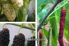 桑葚的功效与作用视频封面