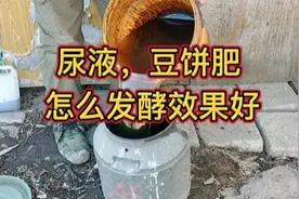 尿液和饼肥怎么发酵效果好？试试这个方法，生根壮秧肥效还好
