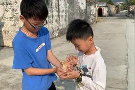 小孩回村看见小鸡好奇要抓，母鸡为了保护小鸡扑向小孩，母爱视频封面