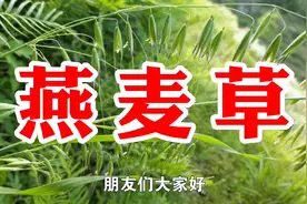 农村一种野草名叫燕麦草,又名野燕麦,用处多价值高遇见请珍惜