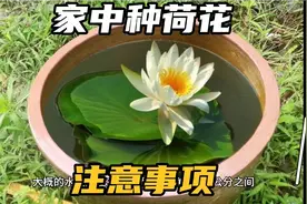 家里大水缸种荷花要注意什么？两个要点需牢记，三个问题要预防视频封面