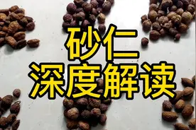 砂仁 深度解读 教你一些你能用到的知识视频封面