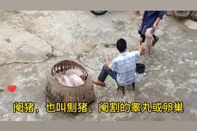 阉猪，也叫劁猪，顾名思义，就是阉割掉猪的睾丸或卵巢，一种去势视频封面