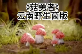 云南野生菌神曲一《菇勇者》