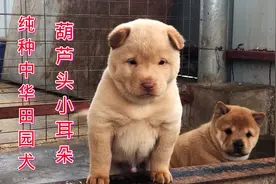 小耳朵要立，纯种中华田园犬的特征，老一辈的人都知道