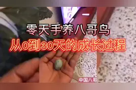 零天手养八哥鸟 从0到30天的成长过程 你的小八哥有多少天了呢？