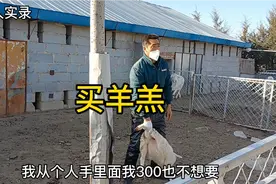 明明要买30斤以上的羊羔子，结果20斤出头的也买上了，啥价？视频封面