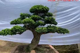 这种矮霸罗汉松，做地景好看还是做盆景好看，我感觉地景更好看视频封面