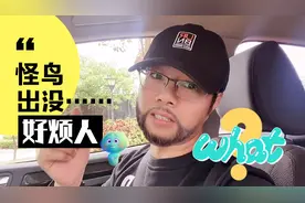 佛山一小区夜晚出现怪鸟骚扰，奇特叫声让人难眠！求网友支招！