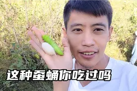 都吃过蚕蛹，你一定不知道蚕蛹是怎么来的，小五带大家认识一下