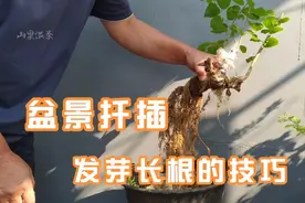盆景老树干扦插发芽长根的诀窍就这么几点视频封面