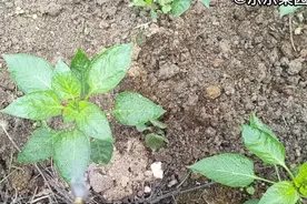 辣椒苗长势差，我都是用这种土方法改变的视频封面