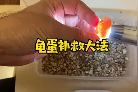 龟蛋壳破了怎么补救？